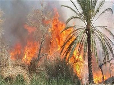 «عقب سيجارة» يتسبب في حريق 15 نخلة ومخلفات زراعية بقنا 