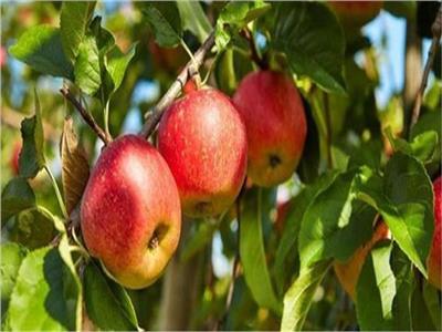 «الزراعة» تصدر روشتة نصائح لمزارعي محصول التفاح  