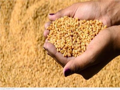  انتهاء موسم حصاد محصول القمح في المنيا