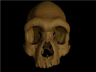 «جمجمة التنين».. اكتشاف جديد يغير فكرة رأس الإنسان | صور