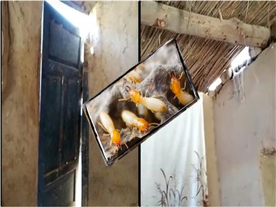 النمل الأبيض «خارب بيوت» المواطنين في قرية جدة بالوادي الجديد| فيديو وصور