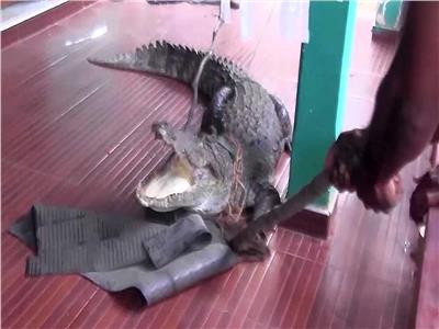 تمساح يُهاجم منزل فتاة في سيريلانكا.. طوله 3 أمتار| فيديو 