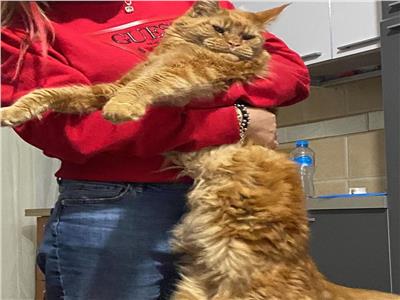 صور| طييبة روسية بالغردقة تعلن عن مكافأة كبيرة لمن يعثر على قطها الغريب