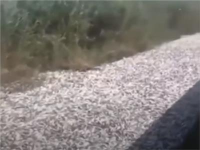 نفوق آلاف الأسماك بنهر «شط علي» في إقليم خوزستان بإيران| فيديو