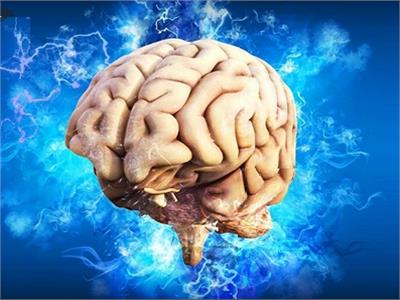 اكتشاف أسرار «الخلايا الزمنية» في دماغ الإنسان