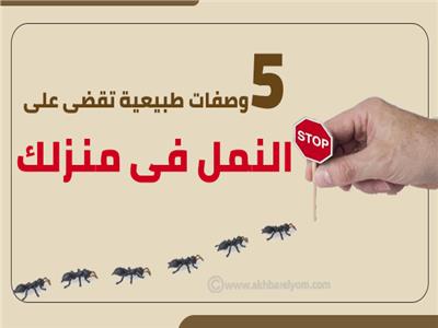 إنفوجراف | 5 وصفات طبيعية تقضي على النمل في منزلك