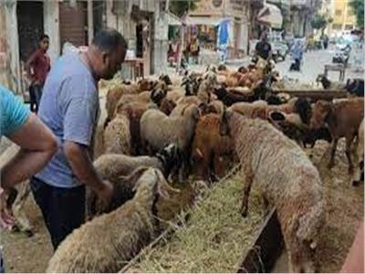 138 طلب للتصريح بذبح أضاحي العيد في مجازر الإسكندرية    