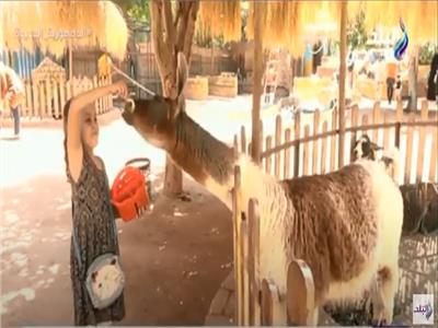 استعدادات حديقة حيوان الجيزة لعيد الأضحى.. فيديو