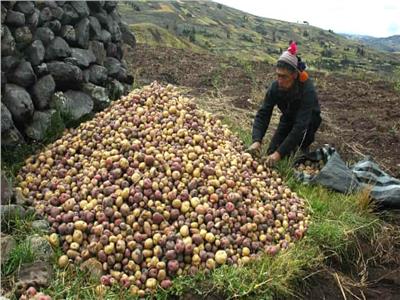 حفظ البطاطا في الجبال لعقود دون أن تفقد خصائصها الغذائية | صور