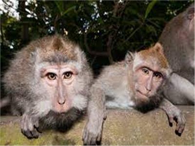بعد 90 عاما من اكتشافه.. «الفيروس القردي» يعود من جديد