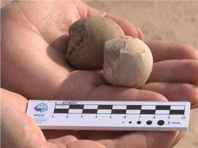 اكتشاف 160 بيضة متحجرة لطيور من حقبة ما قبل التاريخ