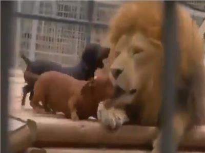 صداقة من نوع نادر.. كلبان قزمان يداعبان أسدا ضخما في حديقة الحيوان| فيديو