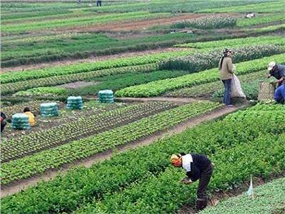 «المركزية للحجر الزراعي»: فتح 40 سوق عالمي جديد أمام الصادرات المصرية