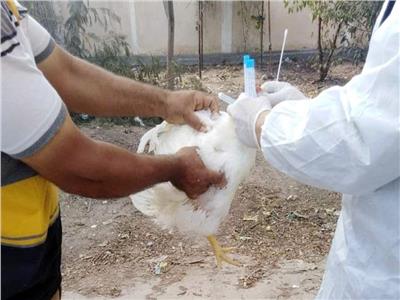 تحصين 21 ألف طائر ضد الأمراض الوبائية وتطعيم 2325 بلقاح إنفلونزا الطيور 