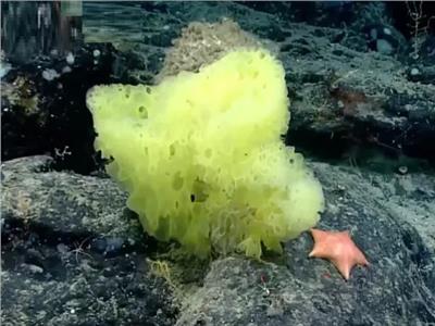 العثور على «سبونج بوب» بأعماق المحيط الأطلسي