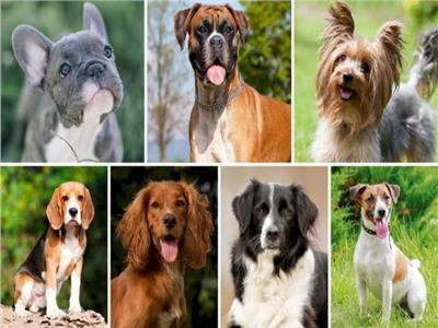 دراسة| «الكلاب» تكشف أكاذيب البشر  
