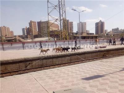 «حمير وكلاب ضالة» تتجول برصيف قطارات السكه الحديد بالمحلة | صور