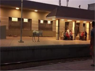 مشهد كوميدي.. «حمار» يقتحم رصيف محطة قطار بالغربية 