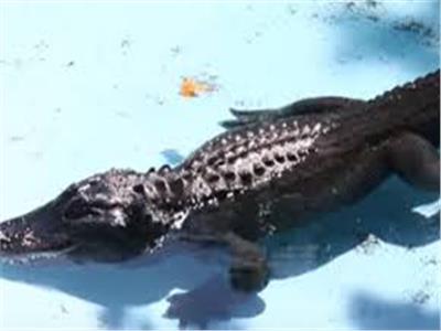 تمساح يقتحم حوض سباحة منزلي في تكساس | فيديو
