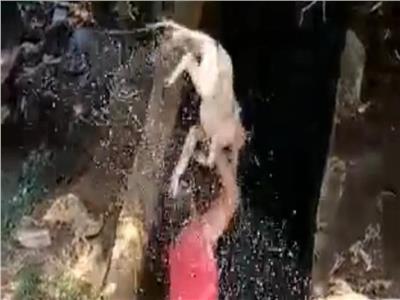 مشهد صادم.. شاب يعذب كلبًا بطريقة وحشية في لبنان| صور   