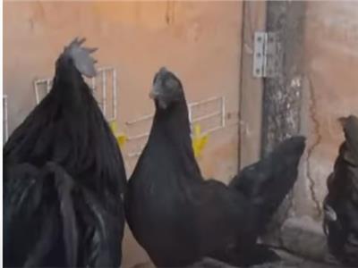 دجاجة «لمبورغيني» السوداء الأغلى في العالم | فيديو