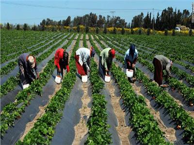 خبراء البيئة العرب: المزارع المصري يشعر بملوحة الأرض مع ذوبان القطب الشمالي