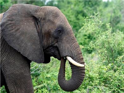 بدلا من قتلها.. ناميبيا تبيع 57 فيلا في مزاد