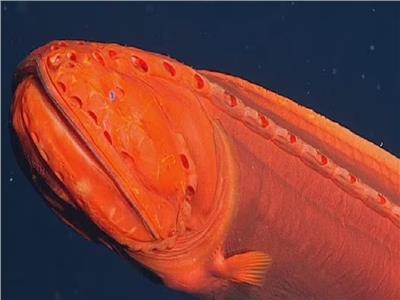 على عمق 6 آلاف قدم ..علماء يرصدون سمكة حوت متغيرة الشكل| فيديو