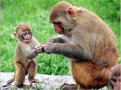 علماء يوضحون تشابه في القدرات الاجتماعية بين الإنسان والقرود