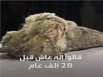 علماء يفكون لغز شبل أسد الكهوف المتجمد| فيديو