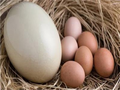 فوائد بيض النعام.. يساعد علي خسارة الوزن