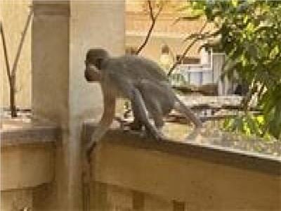 بعد انتشار «نسانيس حدائق الأهرامات».. ننشر عقوبة تربية الحيوانات الشرسة بالمنزل