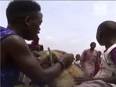 «رجال الضباع» في نيجيريا.. صداقة وألفة مع الحيوانات الشرسة| فيديو