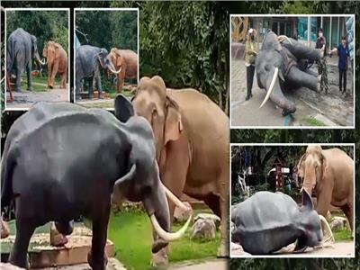 منافسة على الحب.. «خناقة أفيال» تزعج زوار حديقة حيوان بتايلاند| صور