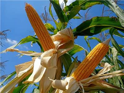 «الزراعة» تصدر توصيات لحماية محصول الذرة