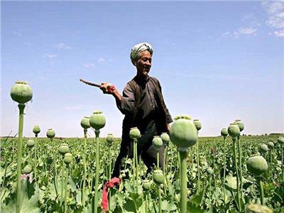 بعد حظر طالبان.. ارتفاع أسعار الأفيون في أفغانستان