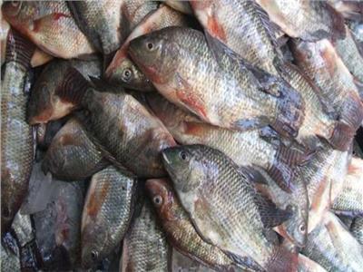 أسعار الأسماك اليوم الأحد 29 أغسطس
