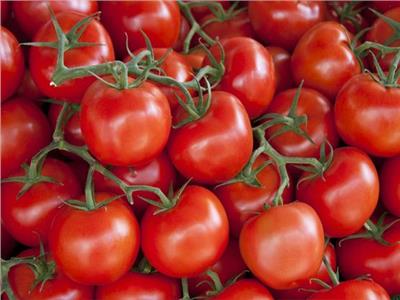 غرفة الخضراوات والفاكهة تكشف أسباب ارتفاع أسعار الطماطم
