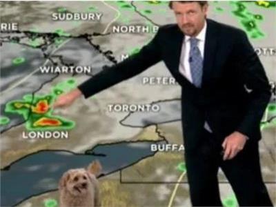 «كلب» يسرق الأضواء من مذيع نشرة الأرصاد الجوية على الهواء