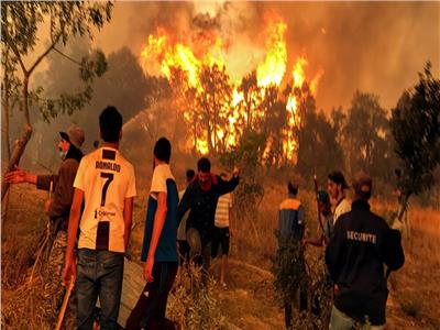 الجزائر تبدأ تعويض المتضررين من حرائق الغابات | فيديو