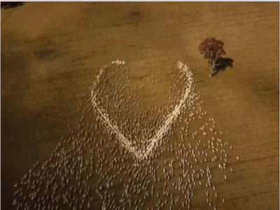 مزارع استرالي يودع عمتة الراحلة بالخرفان | فيديو