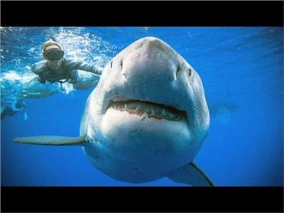 سياحة أسماك القرش تزدهر في ولاية ماساتشوستس الأمريكية| فيديو