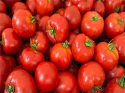 «الزراعة» تكشف موعد انخفاض أسعار الطماطم 
