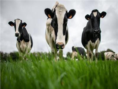 البرازيل توقف تصدير الأبقار للصين بسبب «جنون البقر»