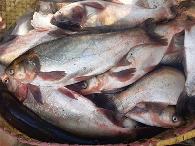 ضبط ٢٧ عبوة غذائية وأسماك منتهية الصلاحية فى البحيرة