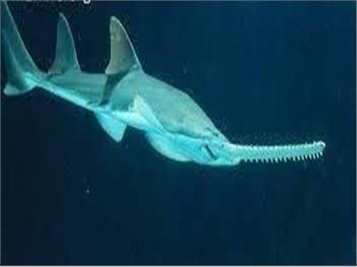 القرش النجار .. متواجد منذ عصور ما قبل التاريخ ومهدد بالإنقراض  