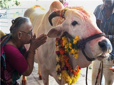 برلمانية هندية تثير الجدل..«بول البقر» يشفي من كورونا