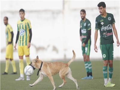 كلب يقتحم الملعب ويسجل هدف رائع بالرأس في مبارة كرة قدم | فيديو