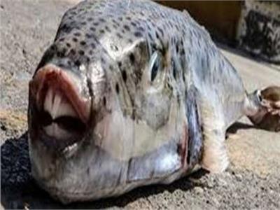 الثروة السمكية بمطروح: «القراض» المسؤولة عن مهاجمة المصطافين بالساحل الشمالي