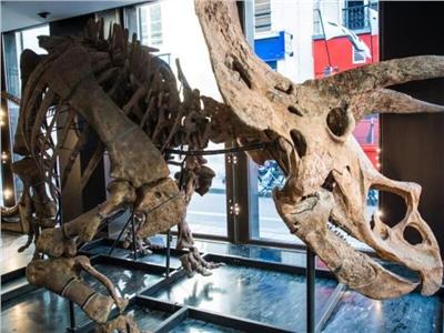 عمره 66 مليون عام.. أول معرض في العالم لديناصور ثلاثي القرون بباريس  